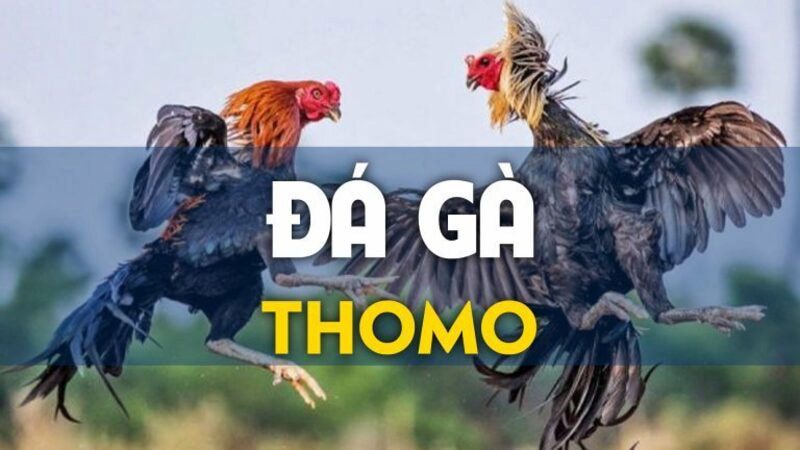 đăng ký đá gà Thomo